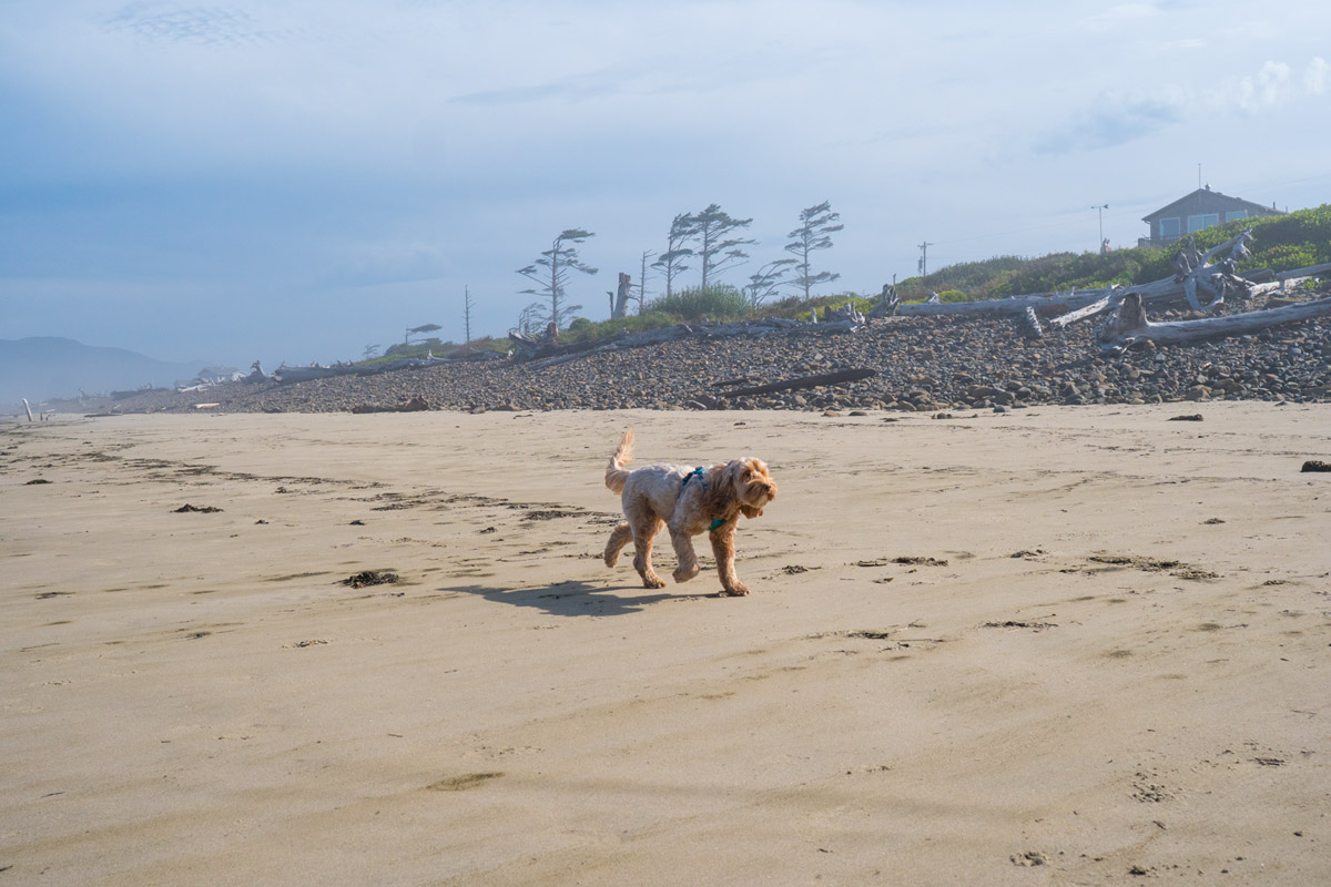 A Golden Doodle dog walking along a sandy beach.